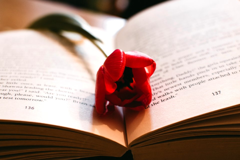 Red Petaled Flower Between The Book Page