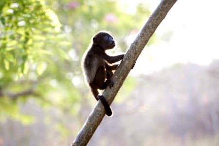 Closeup Photo Of Brown Baby Monkey photo