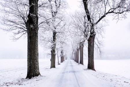 Snowy Pathway Surrounded By Bare Tree photo