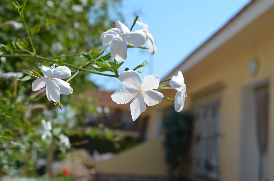 White nature garden