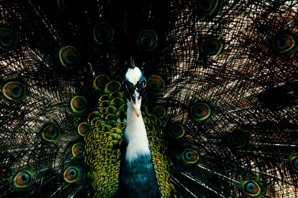 Male Peacock Photography