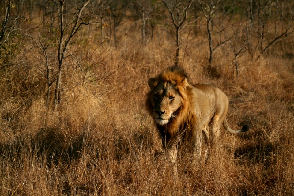 Wildlife Lion Grassland Wilderness