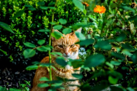 Fauna Small To Medium Sized Cats Vegetation Cat photo