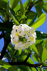 Plant Flora Flower Spring