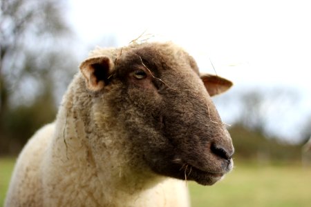Sheep Cow Goat Family Horn Fauna