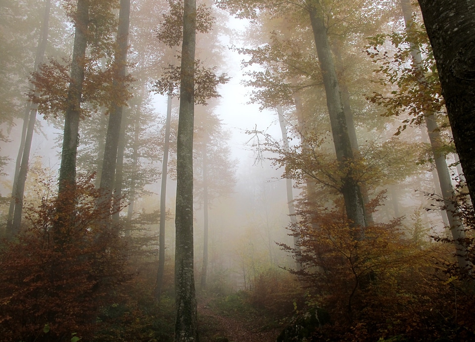 Trees mood mystical