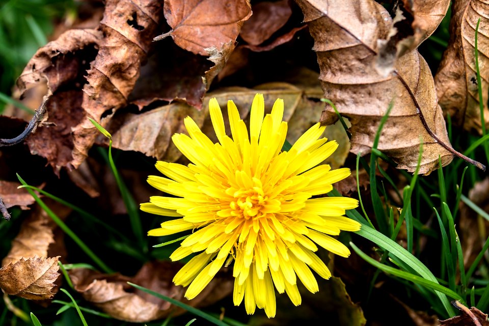 Flower Yellow Flora Plant