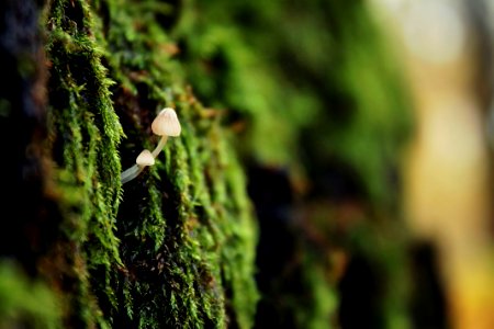 Vegetation Flora Grass Moss