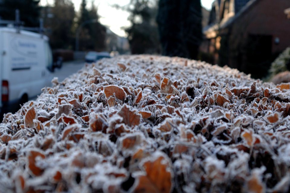 Snow Winter Freezing Frost