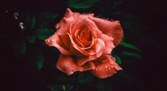 Red Rose Flower In Closeup Photography