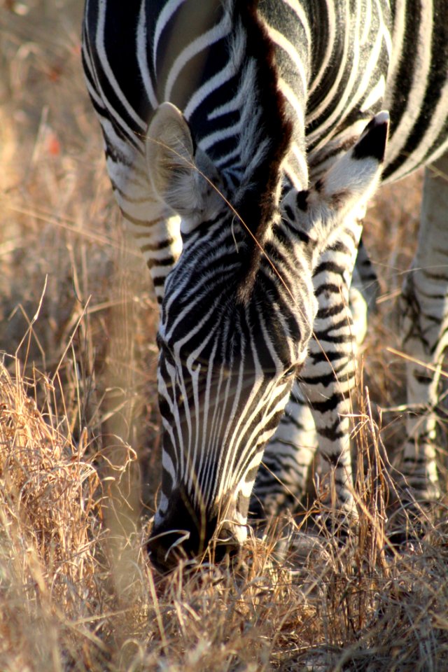 Wildlife Zebra Terrestrial Animal Fauna