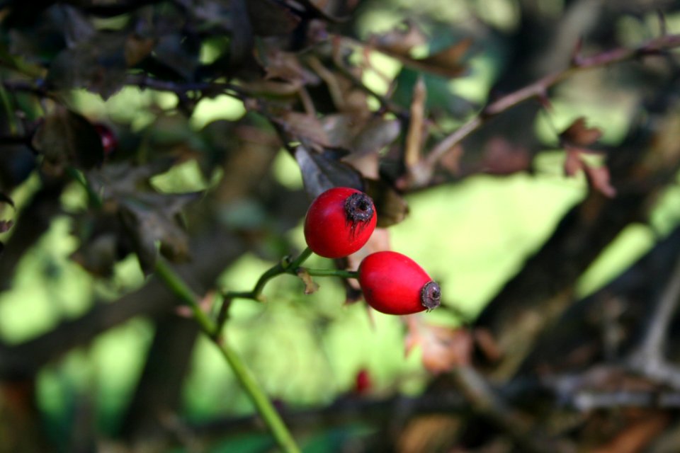 Rose Hip Flora Branch Leaf