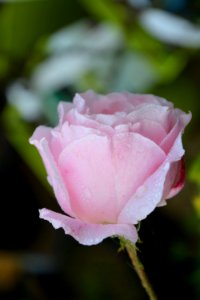 Rose Rose Family Flower Pink