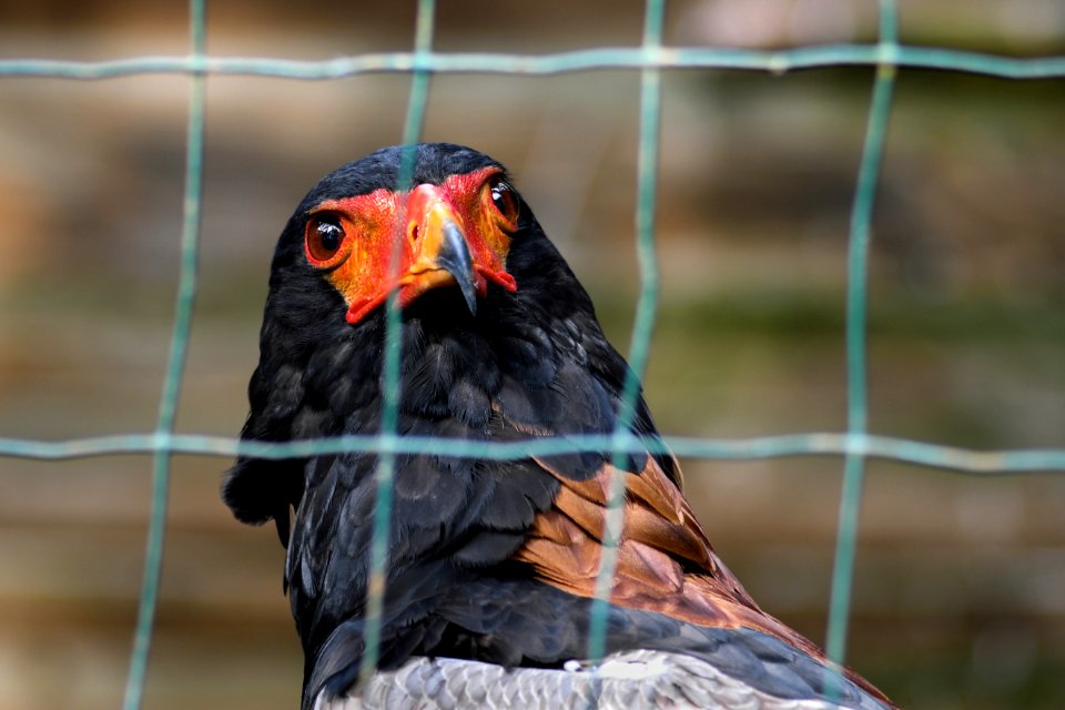 Beak Bird Fauna Feather