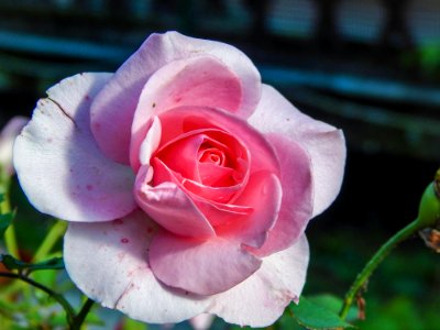 Flower Rose Rose Family Pink