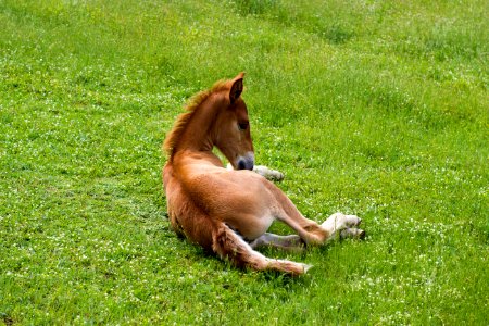 Horse Pasture Grass Fauna