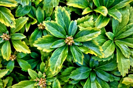 Plant Leaf Tree Evergreen