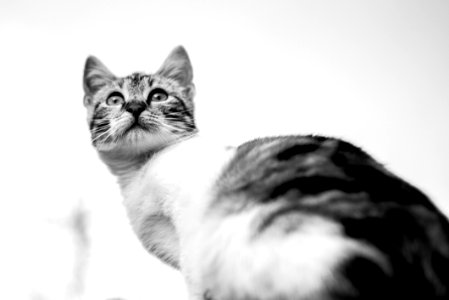 Cat White Whiskers Black And White photo
