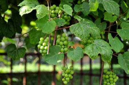 Grape Grapevine Family Vitis Plant photo