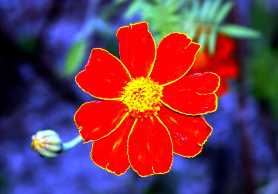 Flower Flora Wildflower Petal