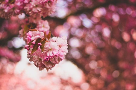 Selective Focus Photography Of Pink And White Petaled Flowers photo