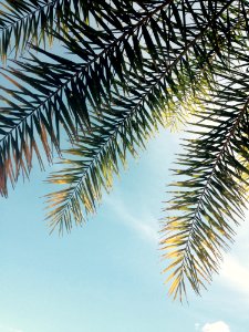 Green Tree Leaves