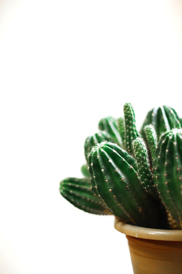 Closeup Photo Of Cactus Plant In A Pot