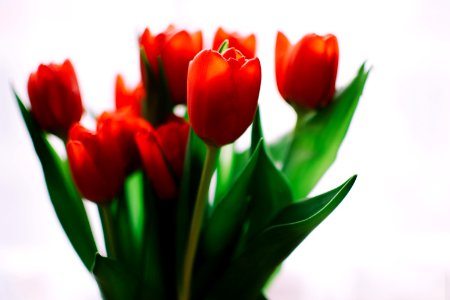 Photo Of Orange Tulips photo