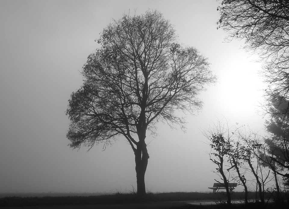 Backlighting nature november mood