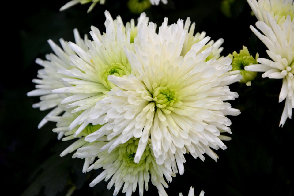 Flower Plant Flowering Plant Flora