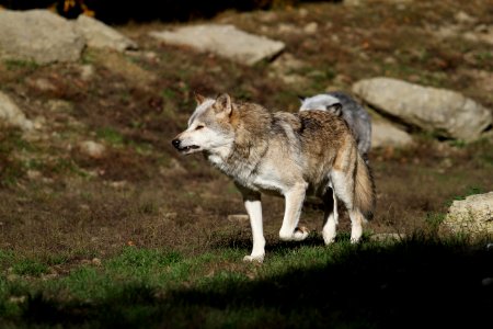 Wildlife Mammal Wolf Fauna