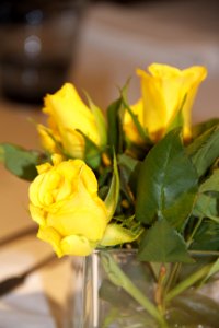 Flower Yellow Rose Family Rose