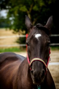 Horse Halter Bridle Horse Like Mammal photo