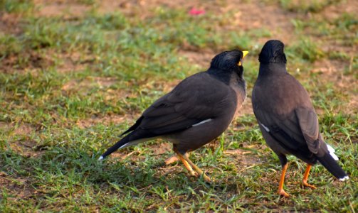 Bird Fauna Beak Blackbird photo