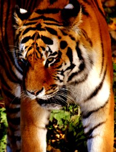 Tiger Wildlife Mammal Terrestrial Animal
