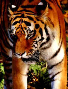 Tiger Wildlife Mammal Terrestrial Animal photo