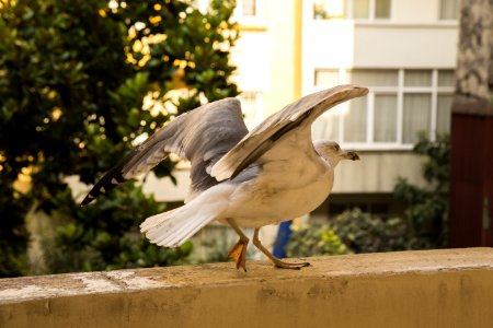 Bird Fauna Beak Seabird