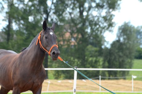 Horse Bridle Stallion Mane