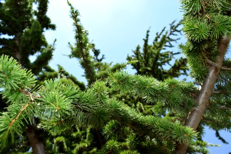 Tree Vegetation Ecosystem Pine Family