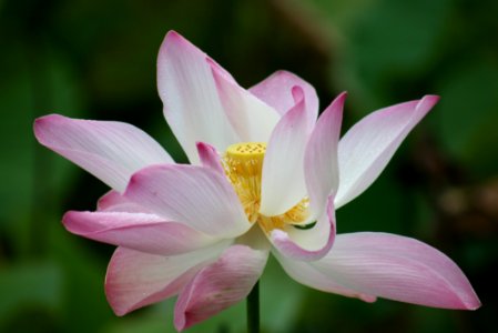 Flower Plant Lotus Sacred Lotus
