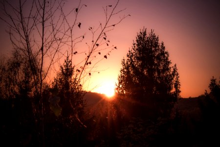 Sky Sun Tree Sunrise photo