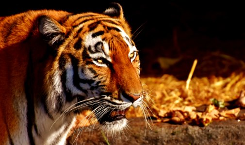 Wildlife Tiger Mammal Terrestrial Animal