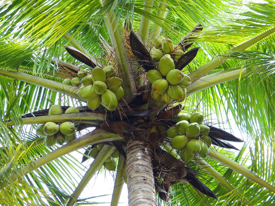Palm tree tree outdoors