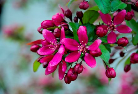 Pink Flower Flora Blossom