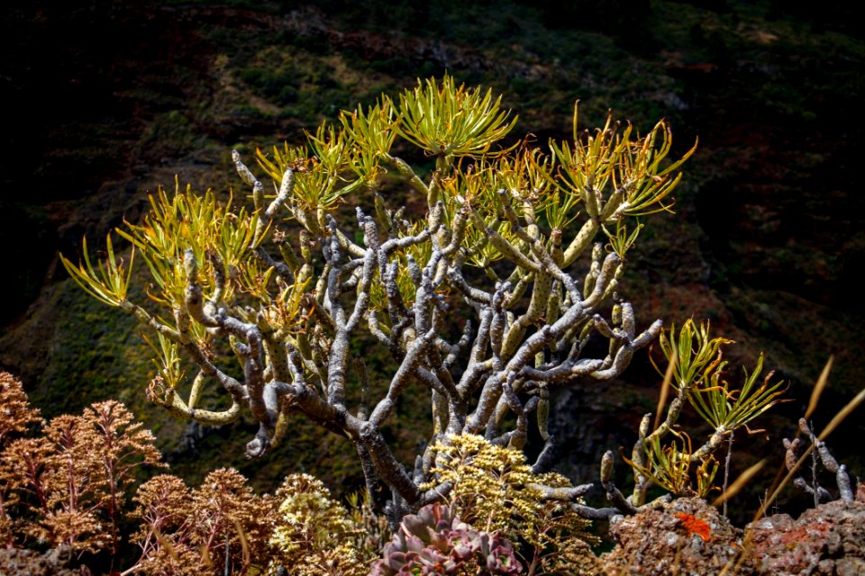 Vegetation Ecosystem Flora Plant