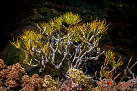 Vegetation Ecosystem Flora Plant