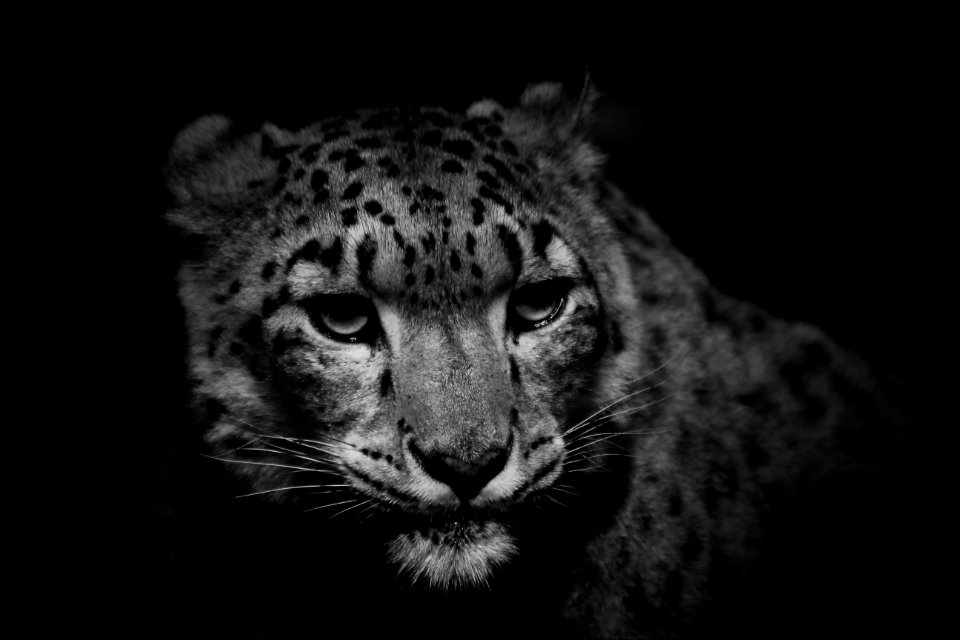 Wildlife Leopard Face Black