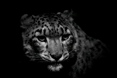 Wildlife Leopard Face Black photo