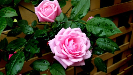 Flower Rose Rose Family Plant photo