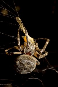 Arachnid Spider Spider Web Invertebrate photo